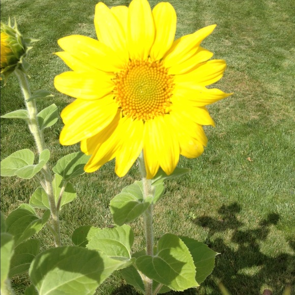 Meet your Posher, Lorrie - Picture 1 of 1